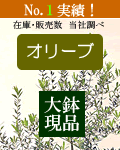�I���[�u�傫��