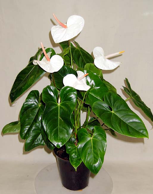 アンスリウム白花 6号鉢 とても長く楽しめる花が魅力のアンスリウムの純白花品種