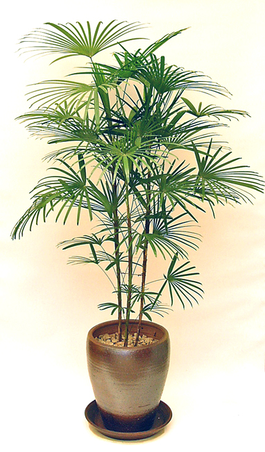 雲南シュロチク 葉が通常の棕櫚竹よりもっと繊細に切れ込んで優雅な樹