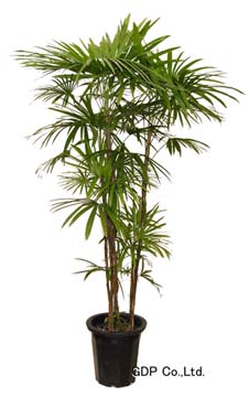 棕櫚竹