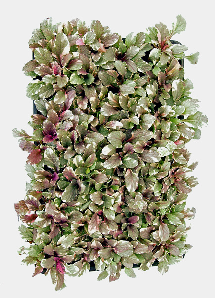 アジュガ レプタンス 年に1 2度の美しい開花も楽しめる優れたグラウンドカバープランツです