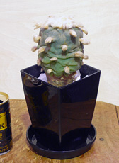 CACTUS tHtHp