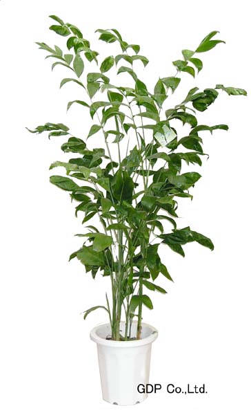 高性チャメドレア 観葉植物