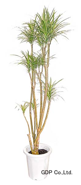 ドラセナ・コンシナ・ホワイボリー 観葉植物